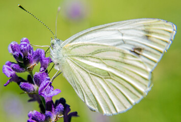 Natur