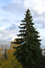 Beautiful autumn landscape with fir tree in the park