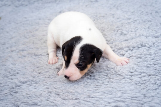 Closeup shot of a little newborn Andalusian Bodeguero puppy on a bed