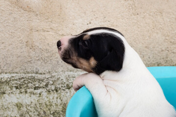 Closeup shot of a little newborn Andalusian Bodeguero puppy in a blue buc
