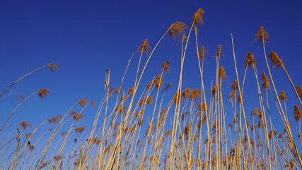 reeds in the wind with blue sky