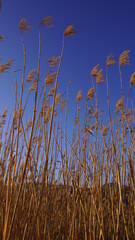 reeds in the wind with blue sky