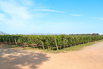 Fototapeta na wymiar Vine crops at a vineyard at Colchagua valley, Chile