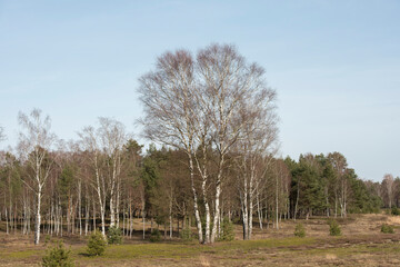 Obraz premium Birkenwald, Bäume, Birke