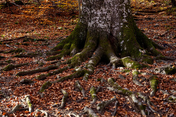 The huge roots of an old tree are making their way through the fallen autumn foliage