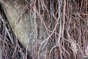Fototapeta na wymiar Roots of old tree without ground - organic background, texture