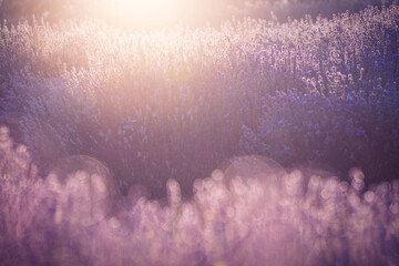 lavender © zbigniew
