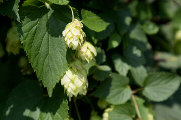 Cultivation of hops