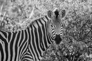 Fototapeta na wymiar Black and white portrait of a zebra (Equus quagga) in the Timbavati Reserve, South Africa