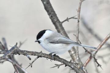 真冬の北海道の森、囀るコガラ