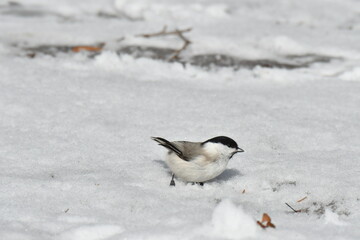 真冬の北海道の森、囀るコガラ