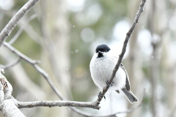 真冬の北海道の森、囀るコガラ