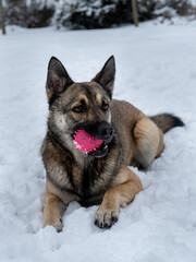 Naklejka premium Dog in snow