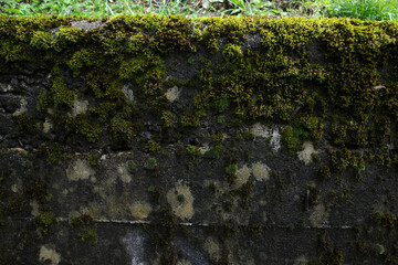 Vegetation in an urban park