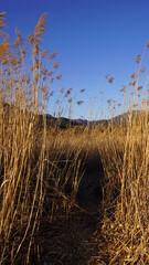 reeds in the wind with blue sky