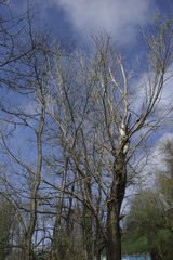 Trees in an urban park with spring flowers