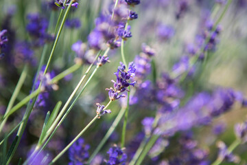 Purple lavender in a field