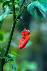 red naga chilli on tree with green leaf