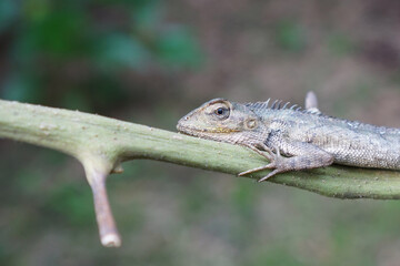 Young lizard perched on a tree trunk     