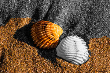 close up of a seashell