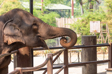 headshot elephant head thai elephant in elephant farm
