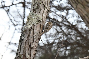 真冬の北海道の森、餌を探すキバシリ