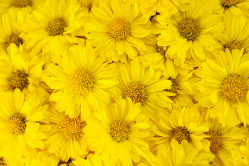Closed up of yellow color Chrysanthemum flower pattern background