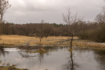 Frozen swamp with dry grass and melted ice water in early spring