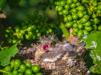 Great tit nest with chicks in a vineyard in spring (Parus major)