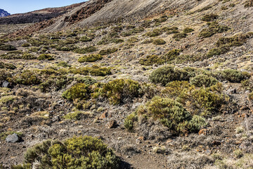 Fototapeta na wymiar Flora in Taide Park. Vascular Taide Park flora consists of 168 plant species, 33 of which are endemic to Tenerife. Tenerife, Canary Islans, Spain.