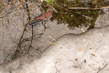 Frozen swamp with dry grass and melted ice water in early spring