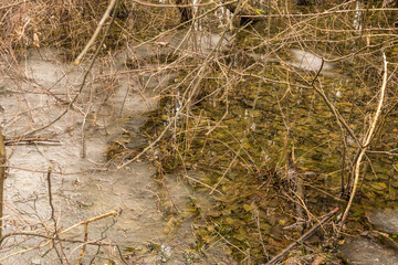Frozen swamp with dry grass and melted ice water in early spring