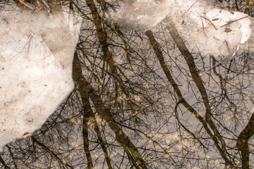 Frozen swamp with dry grass and melted ice water in early spring