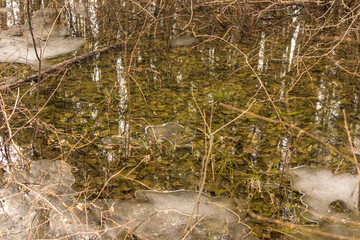 Frozen swamp with dry grass and melted ice water in early spring