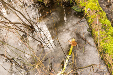 Frozen swamp with dry grass and melted ice water in early spring