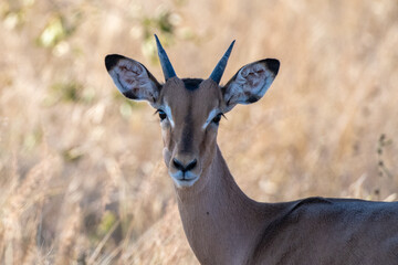 Portrait of a male impala (Aepyceros melampus) in the Timbavati Reserve, South Africa