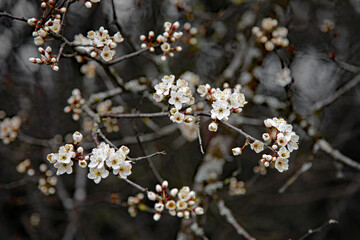 Kirschblüten