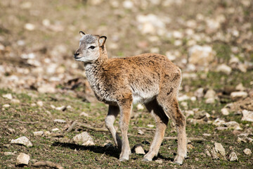Deer