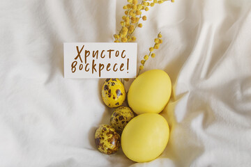 painted easter yellow chicken and quail eggs, spring mimosa sprig, greeting white card with the...