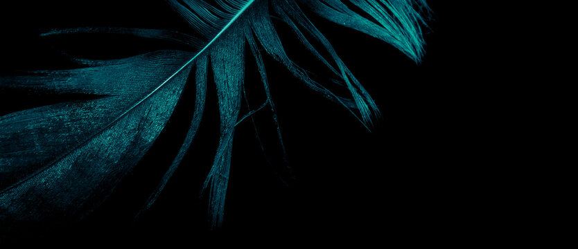 blue bird feather on black isolated background