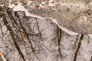 Frozen swamp with dry grass and melted ice water in early spring