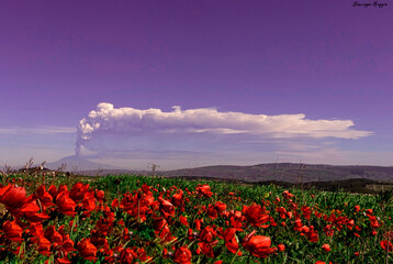 field of poppies