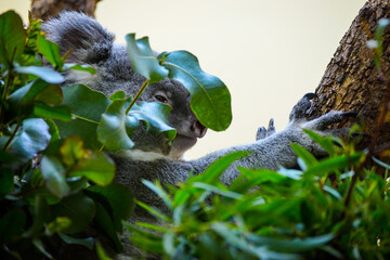 Koala