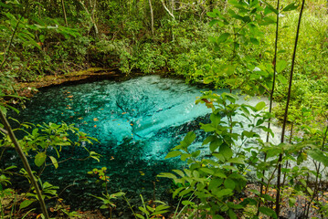 River source with clear turquoise water, in the middle of the rain forest with trees and aquatic plants in Bonito, Mato Grosso do Sul, Brazil on March 31, 2007