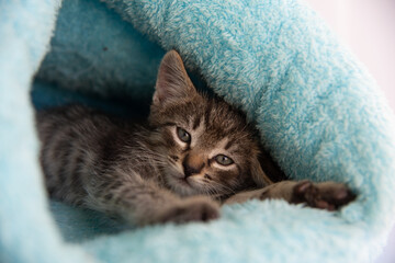 Tabby kitten sleeps in a soft blue house