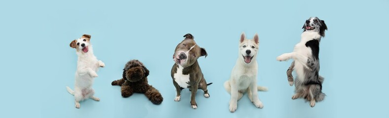 Banner group five dogs summer and spring. Obedience training concept. Jack russell, bully, poodle, husky and border collie trick. Sitting on hind legs begging behaviour. Isolated on blue background. © Sandra