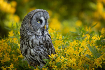 The great grey owl or great gray owl (Strix nebulosa) is a very large owl, documented as the world's largest species of owl by length. Sitting quietly among yellow blooming bush. An amazing bird.
