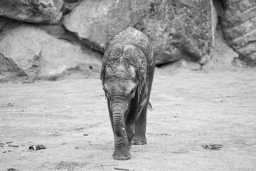 Elefant