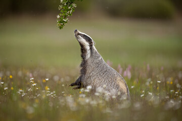The European badger sniffing around on flower covered meadow. Hanging branch is a very interesting...