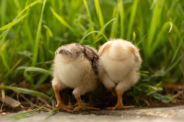 Küken freilaufend im eigenen Garten in der Wiese